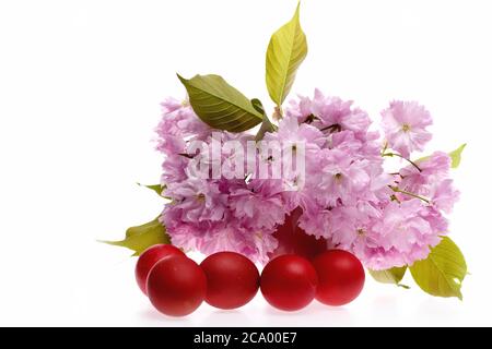 Œufs de couleur rouge pour Pâques près des fleurs de sakura isolées sur fond blanc, espace de copie Banque D'Images