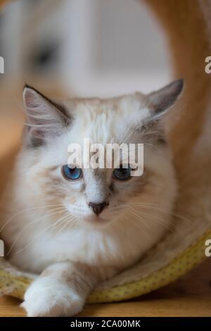 Chat à œil bleu (Ragdoll) regardant dans la caméra Banque D'Images