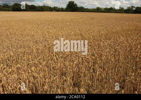 Champ de blé prêt pour la récolte, Angleterre Banque D'Images