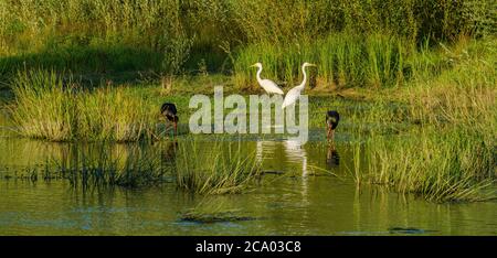 Les cigognes noires et les Grands Egrets se nourrissent au coucher du soleil sur les rives de la rivière Desna, en Ukraine Banque D'Images