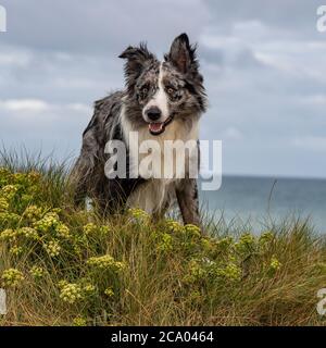 merle border collie chien à la plage Banque D'Images