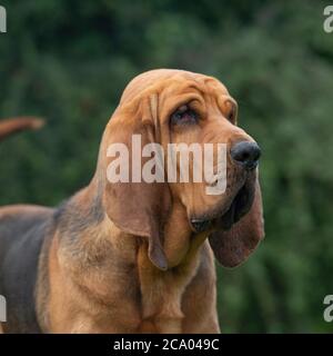 chien de chasse Banque D'Images