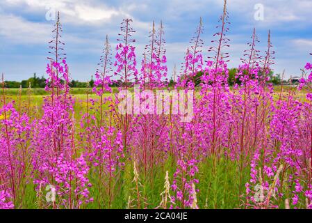 Epilobium angustifolium (Epilobium angustifolium), Bavière, Allemagne Banque D'Images