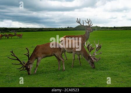 élevage de cerfs avec des bois à diverses étapes de velours Banque D'Images