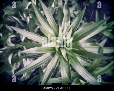 Lily plante décorative pour le jardin et le parc Banque D'Images
