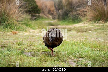 Le takahe et les oiseaux indigènes de la Nouvelle-zélande de la weka explorent le camping le long du grand sentier de randonnée de Heaphy Banque D'Images