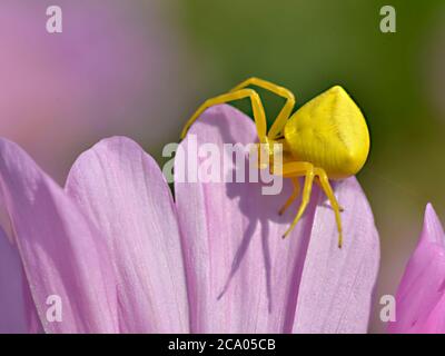 Macro de l'araignée de crabe jaune (Misumena vatia) sur la fleur rose de cosmos pétale vue d'en haut Banque D'Images