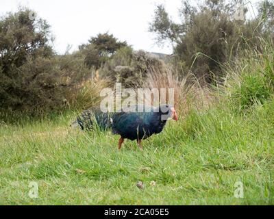 Le takahe et les oiseaux indigènes de la Nouvelle-zélande de la weka explorent le camping le long du grand sentier de randonnée de Heaphy Banque D'Images