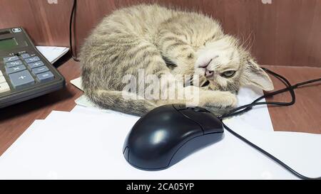 Un petit chaton joue avec une souris d'ordinateur sur le bureau. Premier plan. Pour les puzzles et les tableaux. Banque D'Images