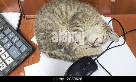 Un petit chaton joue avec une souris d'ordinateur sur le bureau. Premier plan. Pour les puzzles et les tableaux. Banque D'Images