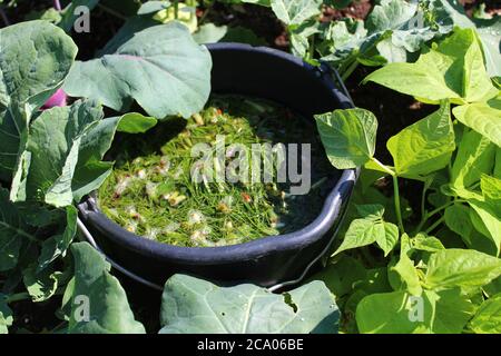 L'image montre le fumier liquide des herbes dans le jardin Banque D'Images