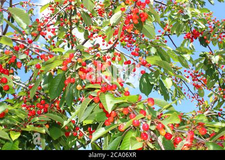 La photo montre les cerises sauvages dans la nature Banque D'Images