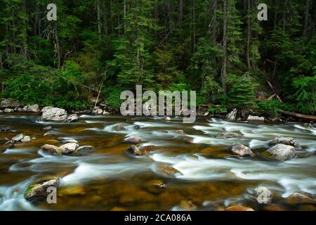 South Fork Clearwater River, forêt nationale de nez Perce, Idaho Banque D'Images