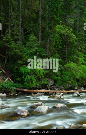 South Fork Clearwater River, forêt nationale de nez Perce, Idaho Banque D'Images