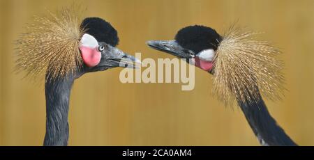 Photo panoramique du portrait de profil de deux grues noires couronnées (Balearia pavonina) sur fond marron Banque D'Images