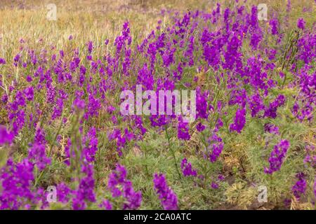 Belles fleurs lilas à la périphérie d'un champ de blé. Banque D'Images