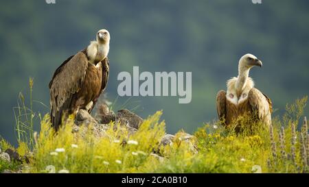 Deux majestueux vautours griffon installés sur des rochers en été. Banque D'Images