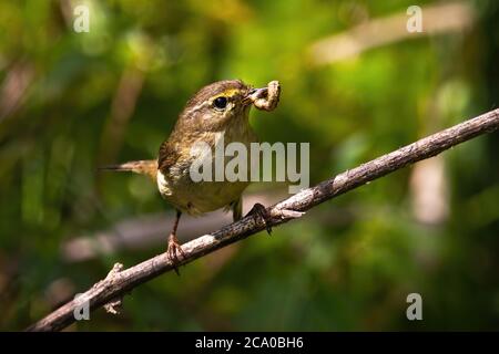 Saule de paruline se nourrissant sur la branche en été nature. Banque D'Images