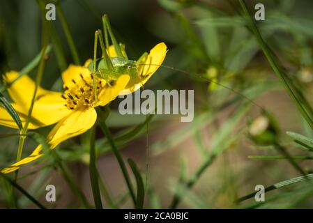 Un buisson-cricket moucheté (Leptophyes punctatissima) sur une plante de coleopsis verticillata dans un jardin à Exeter, Devon, Royaume-Uni. Banque D'Images