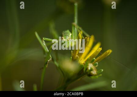 Un buisson-cricket moucheté (Leptophyes punctatissima) sur une plante de coleopsis verticillata dans un jardin à Exeter, Devon, Royaume-Uni. Banque D'Images