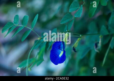 La fleur de pois papillon fleurit dans un jardin de balcon. Banque D'Images