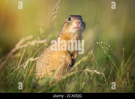 Sysel obecny Spermophilus citellus écureuil européen Radouc Mlada Boleslav. Banque D'Images