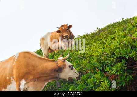 Une vache avec une cloche sur son cou mange de l'herbe verte dans les épaississants du rhododendron sur les pentes des prés alpins, en arrière-plan un jeune taureau Banque D'Images