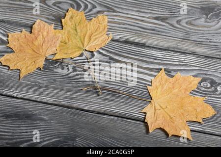 Feuilles d'érable séchées. Sur les planches de pin noir. Banque D'Images