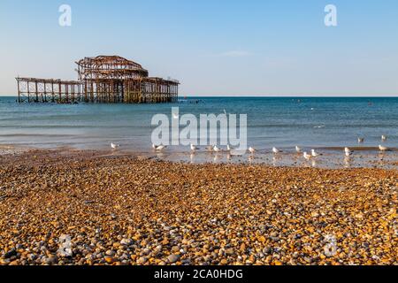 Mouettes sur le rivage de Brighton, avec l'ancien West Pier au loin Banque D'Images