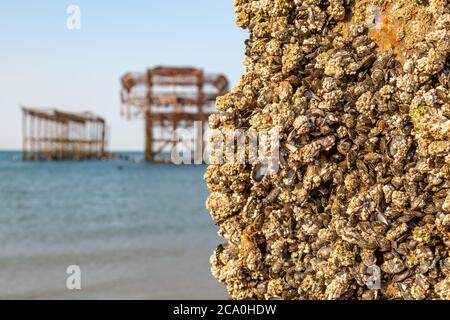 Barnacles sur un ancien poste de Brighton's West Pier, avec la structure de la jetée au loin Banque D'Images