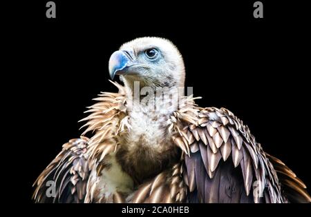 Vautour de griffon himalayan isolé sur fond noir. Banque D'Images