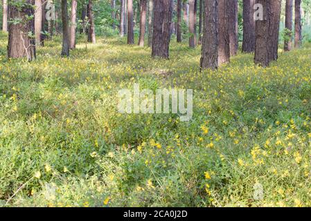 Melampyrum pratense, fleurs jaunes communes de blé-vache dans la forêt de pins Banque D'Images