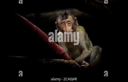 Un groupe de jeunes macaques à queue de cochon du Sud Macaca nemestrina, singes du Vieux monde de taille moyenne. Arrière-plan de forêt sombre. Banque D'Images