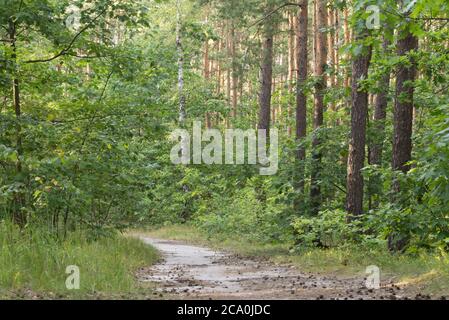 En été sentier forêt en Pologne Banque D'Images