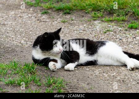 Un chat blanc-noir repose sur le sol. Banque D'Images