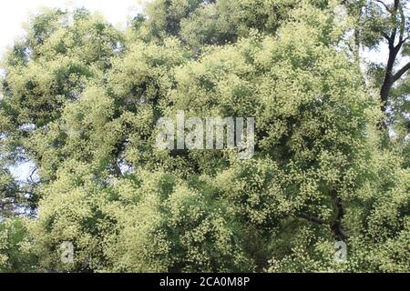 Arbre pagode japonais, également appelé arbre érudit chinois, vu dans une rue appelée Hajkova à Prague, République tchèque; arbre a plus de 30 ans Banque D'Images