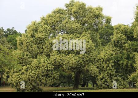 Arbre pagode japonais, également appelé arbre érudit chinois, vu dans une rue appelée Hajkova à Prague, République tchèque; arbre a plus de 30 ans Banque D'Images