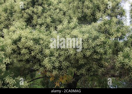 Arbre pagode japonais, également appelé arbre érudit chinois, vu dans une rue appelée Hajkova à Prague, République tchèque; arbre a plus de 30 ans Banque D'Images