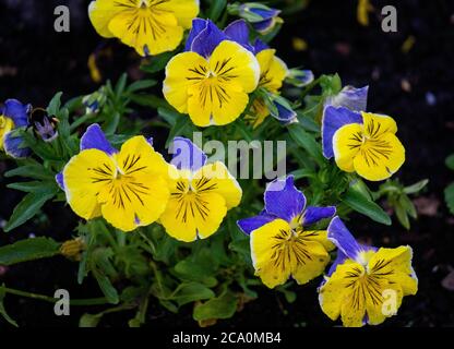 Fleurs jaune-bleu de pansies dans le parc de la ville au printemps. Banque D'Images