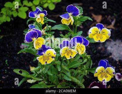 Fleurs jaune-bleu de pansies dans le parc de la ville au printemps. Banque D'Images