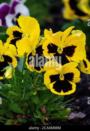 Fleurs jaunes de pansies dans le parc de la ville au printemps. Banque D'Images