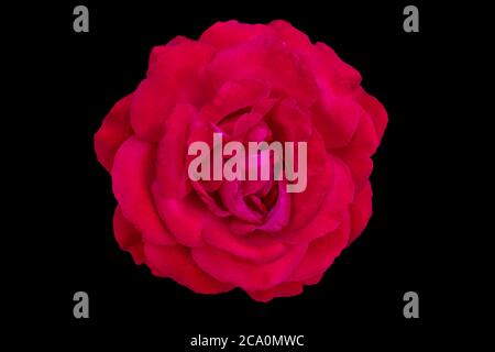 Rose rouge isolée sur fond noir. Banque D'Images