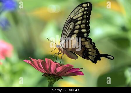 Gros plan du papillon à queue jaune géant ( Papilio créphontes) se nourrissant du nectar d'une fleur rose de Zinnia en été, Canada Banque D'Images