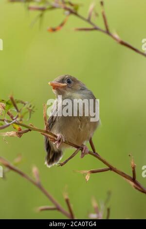 Jeune bar avec prinia ailé sur branche d'arbre Banque D'Images