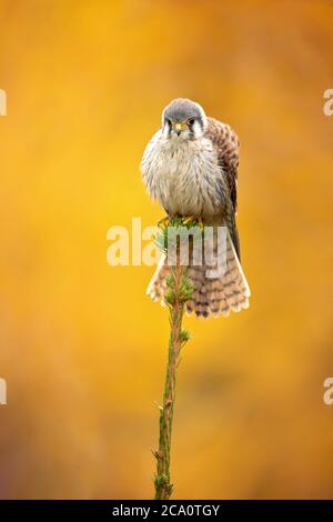 Le kestrel américain (Falco sparverius) est le faucon le plus petit et le plus commun en Amérique du Nord. Banque D'Images