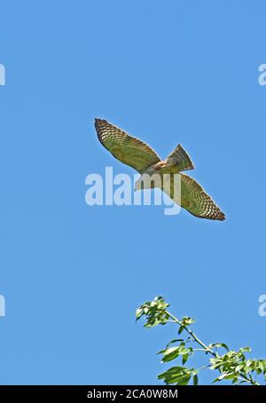 Ridgway's Hawk (Buteo ridgwayi) adulte mâle en vol, espèce endémique Los Haitises NP, République dominicaine janvier 2014 Banque D'Images