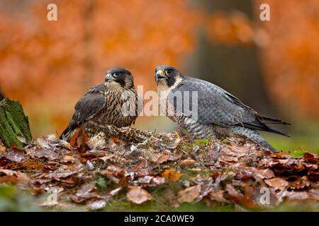 le faucon pèlerin (Falco peregrinus), également connu sous le nom de faucons pèlerins et historiquement sous le nom de faucon de canard en Amérique du Nord Banque D'Images