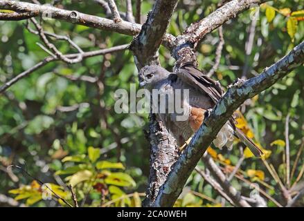 Ridgway's Hawk (Buteo ridgwayi) adulte mâle perché sur une branche en train de secouer le plumage Los Haitises NP, République dominicaine janvier 2014 Banque D'Images