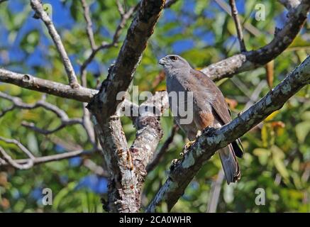 Ridgway's Hawk (Buteo ridgwayi) adulte mâle perché sur la branche, espèce endémique Los Haitises NP, République dominicaine janvier 2014 Banque D'Images