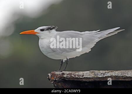 Royal Tern (Sterna maxima) adulte debout sur l'ancienne jetée soutenir Los Haitises NP, République dominicaine janvier 2014 Banque D'Images